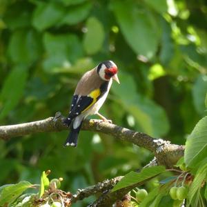 European Goldfinch