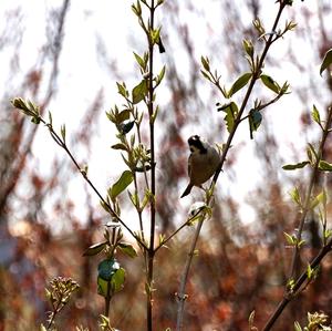 Eurasian Tree Sparrow