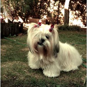 Lhasa Apso