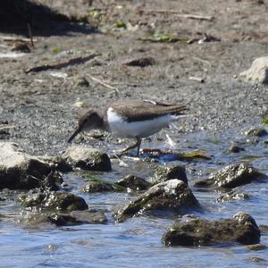 Common Sandpiper