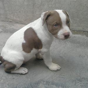 American Staffordshire Terrier