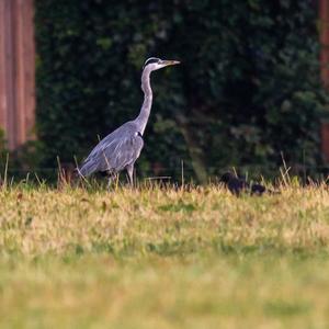 Grey Heron