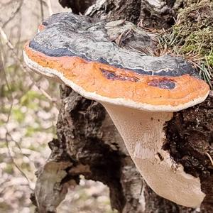 Red-belted Polypore