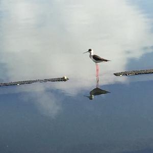 Black-winged Stilt