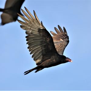 Turkey Vulture