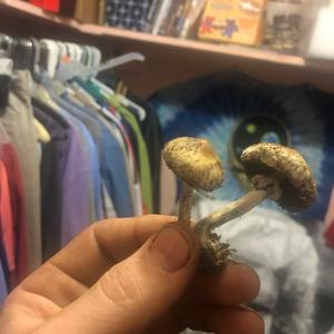 Bluing Psilocybe