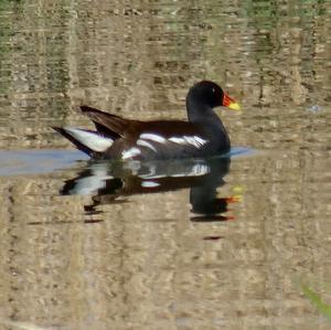 Common Moorhen