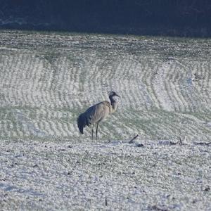 Common Crane