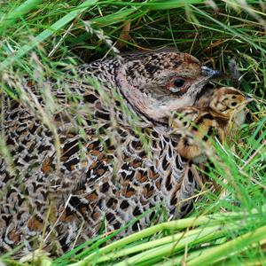 Common Pheasant