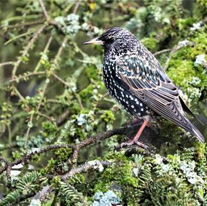 Common Starling