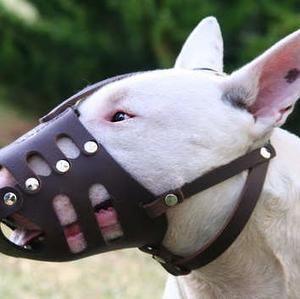 Unknown Breed