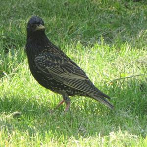 Common Starling