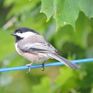 Black-capped Chickadee