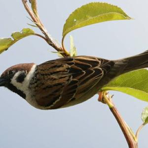 Eurasian Tree Sparrow