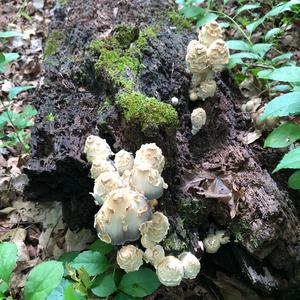 Shaggy Mane