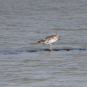 Black-headed Gull