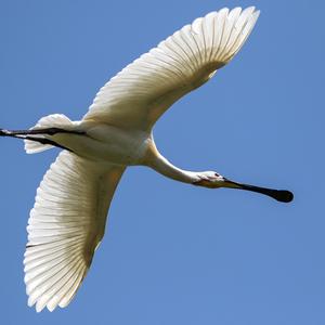 Eurasian Spoonbill