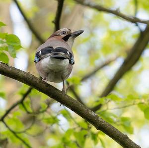 Eurasian Jay