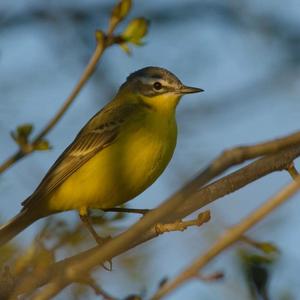 Yellow Wagtail