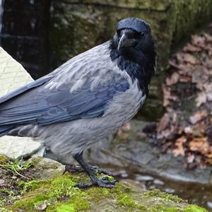 Hooded Crow