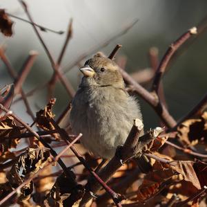 House Sparrow