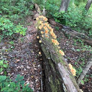 Chicken Mushroom