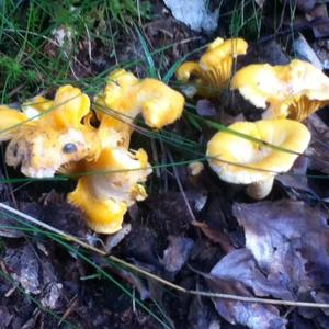 Chanterelle, Common