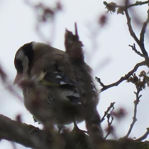 European Goldfinch