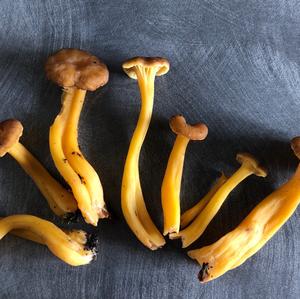 Trumpet Chanterelle