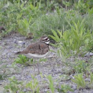 Killdeer