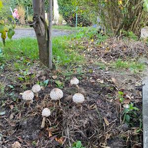 Parasol Mushroom