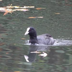 Bläßhuhn