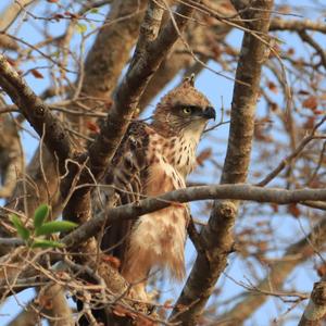 Changeable Hawk-eagle