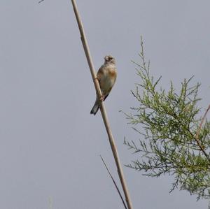 European Goldfinch