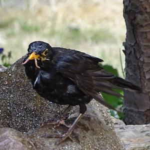 Eurasian Blackbird