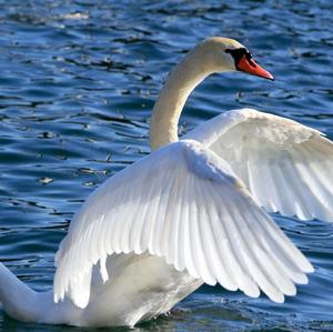 Mute Swan