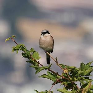 Red-backed Shrike