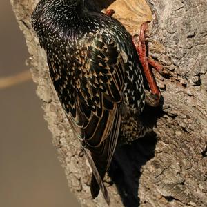 Common Starling