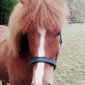 Icelandic Horse