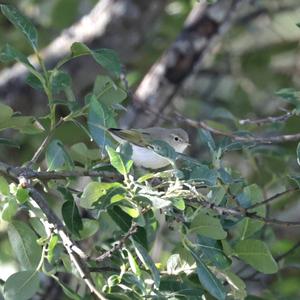 Bonelli's Warbler