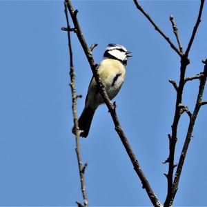 Blue Tit