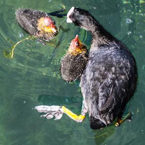 Common Coot