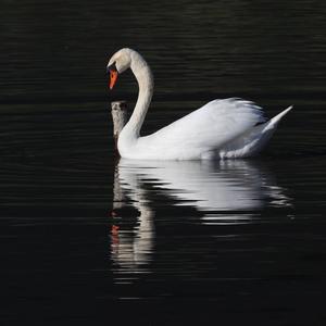 Mute Swan