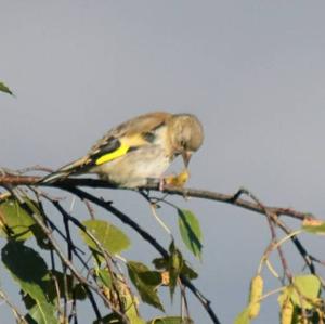 European Goldfinch