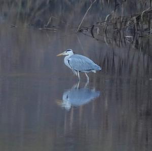 Grey Heron