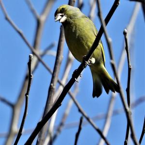 European Greenfinch