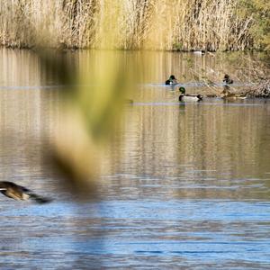 Mallard