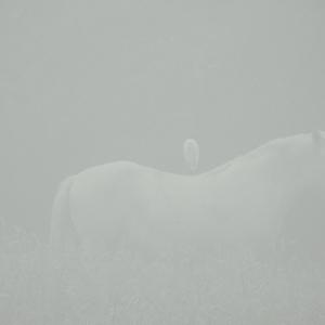 Cattle Egret