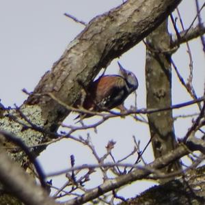 Middle Spotted Woodpecker