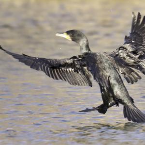 Great Cormorant